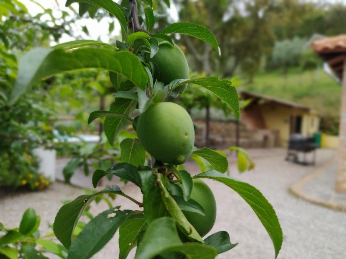 Casa Rural El Bonito Konuk evi Cazalla de la Sierra Dış mekan fotoğraf